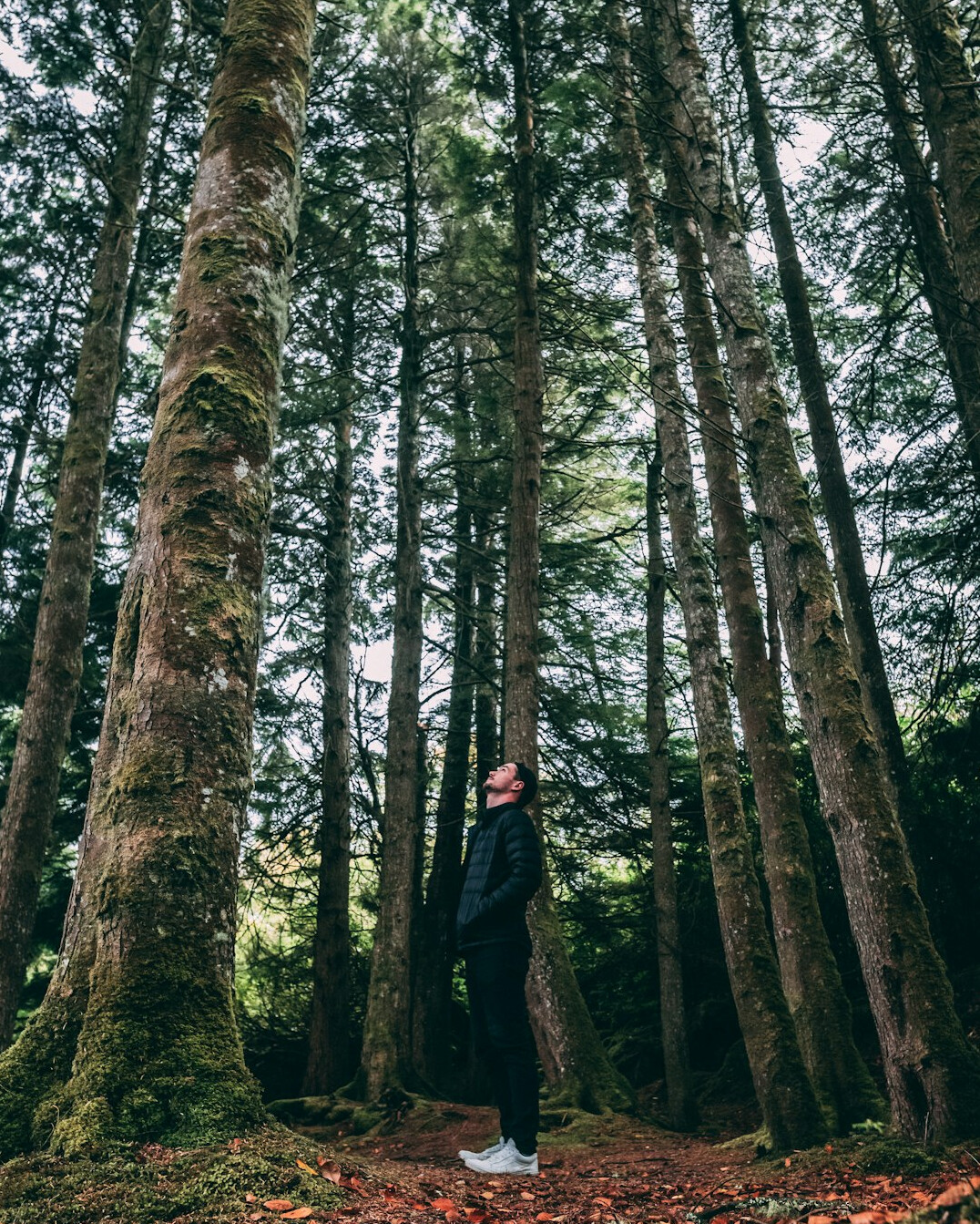 person walking in forest