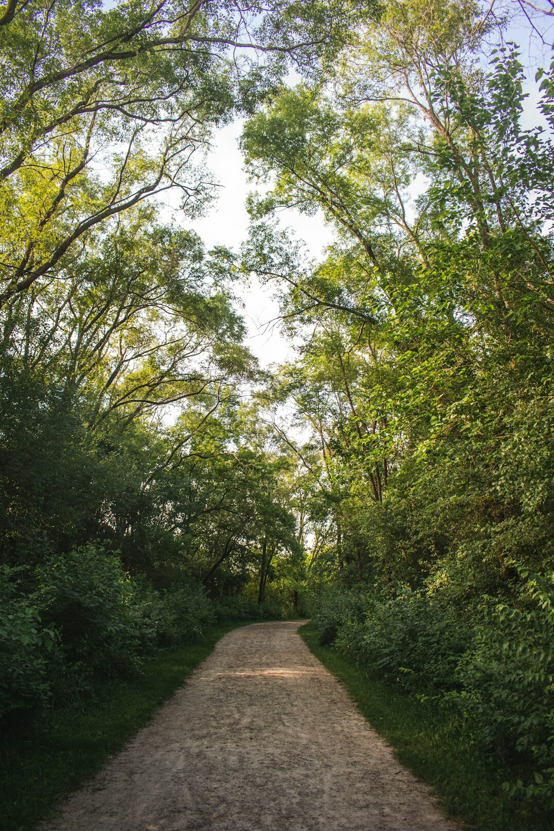 Quiet forest path in green nature for walking
